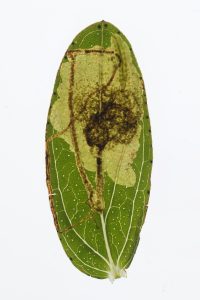 Fomoria septembrella - 4th October 2025 - Longdendale - Christian Heintzen