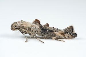 Epermenia chaerophyllella - 7th October - Glossop - Christian Heintzen