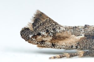 Epermenia chaerophyllella - 7th October - Glossop - Christian Heintzen