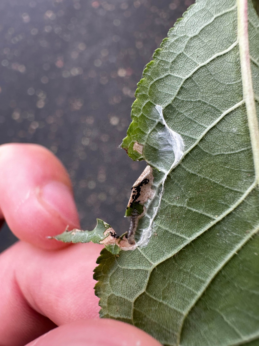 Southern Blackthorn Parornix