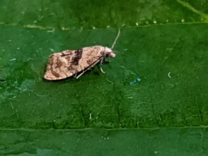 Phalonidia manniana - 30th June 2020 - Breaston - Steve Thorpe