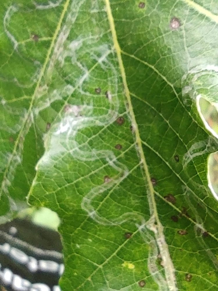 Phyllocnistis xenia - 17th Sept 2025 - Erewash Canal - Marion Bryce