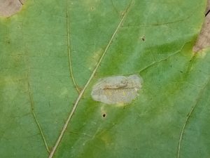 Phyllonorycter joannisi - on Norway Maple - Mark Radford