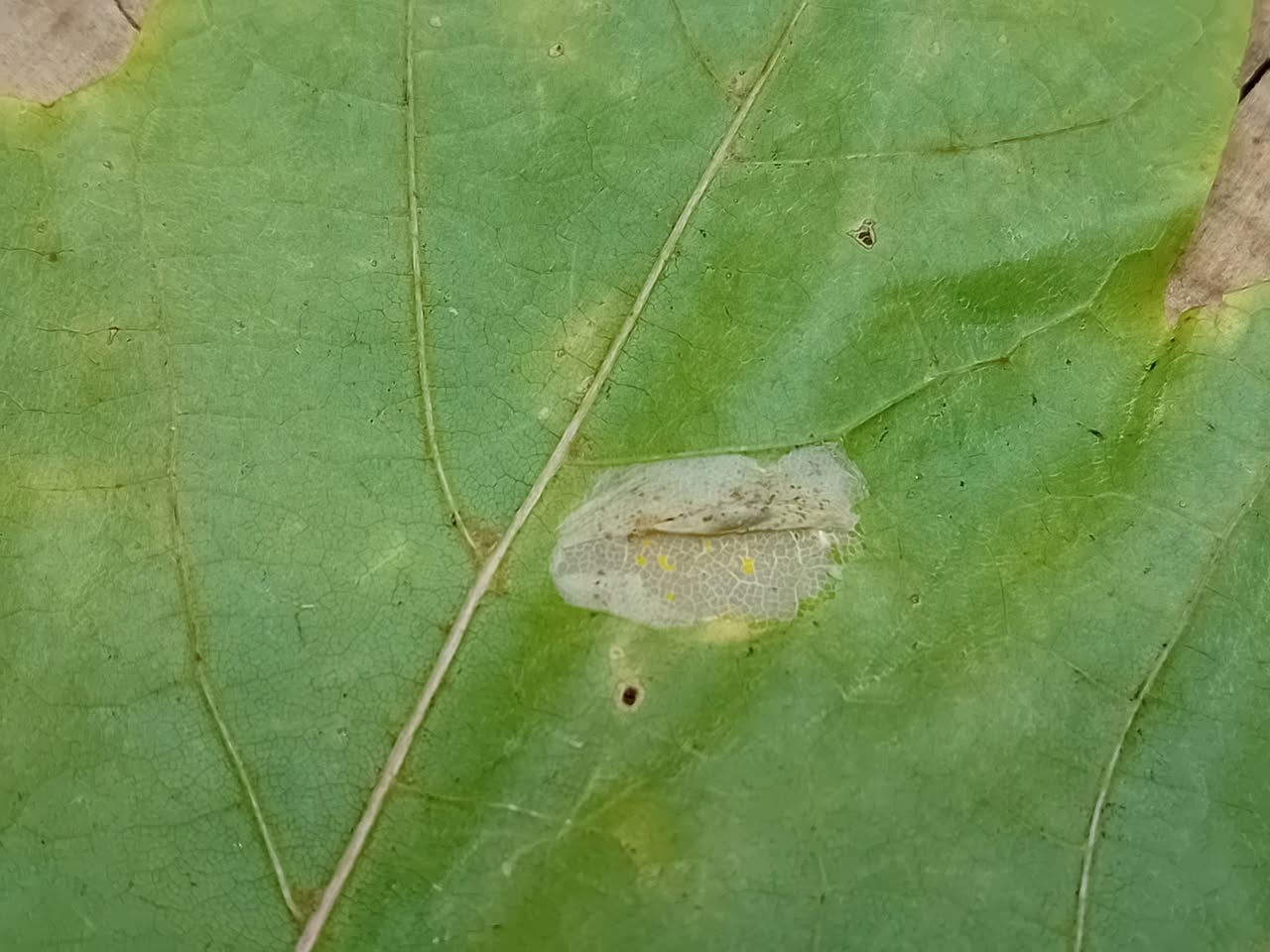 Phyllonorycter joannisi - on Norway Maple - Mark Radford