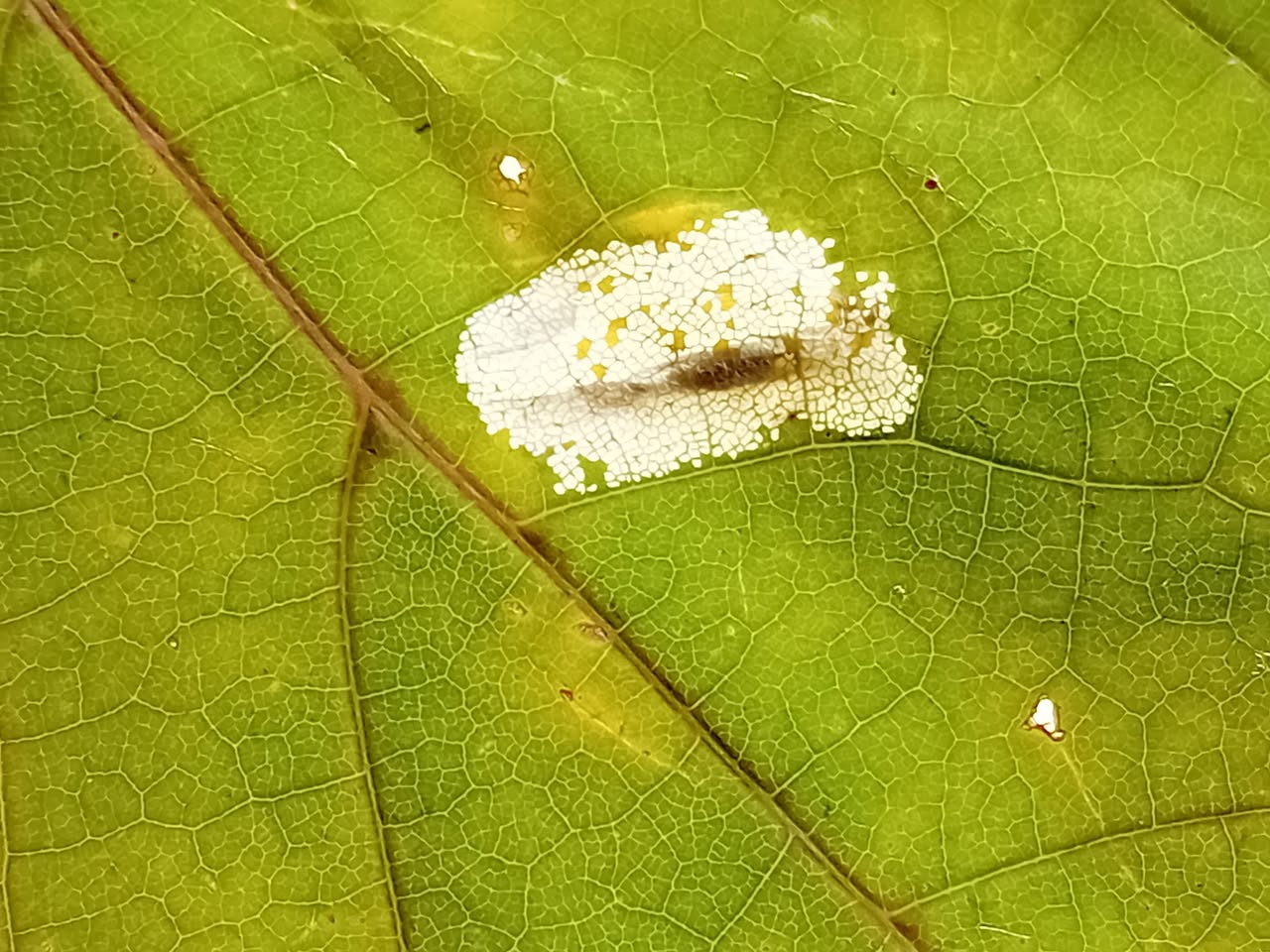 Phyllonorycter joannisi - on Norway Maple - Mark Radford