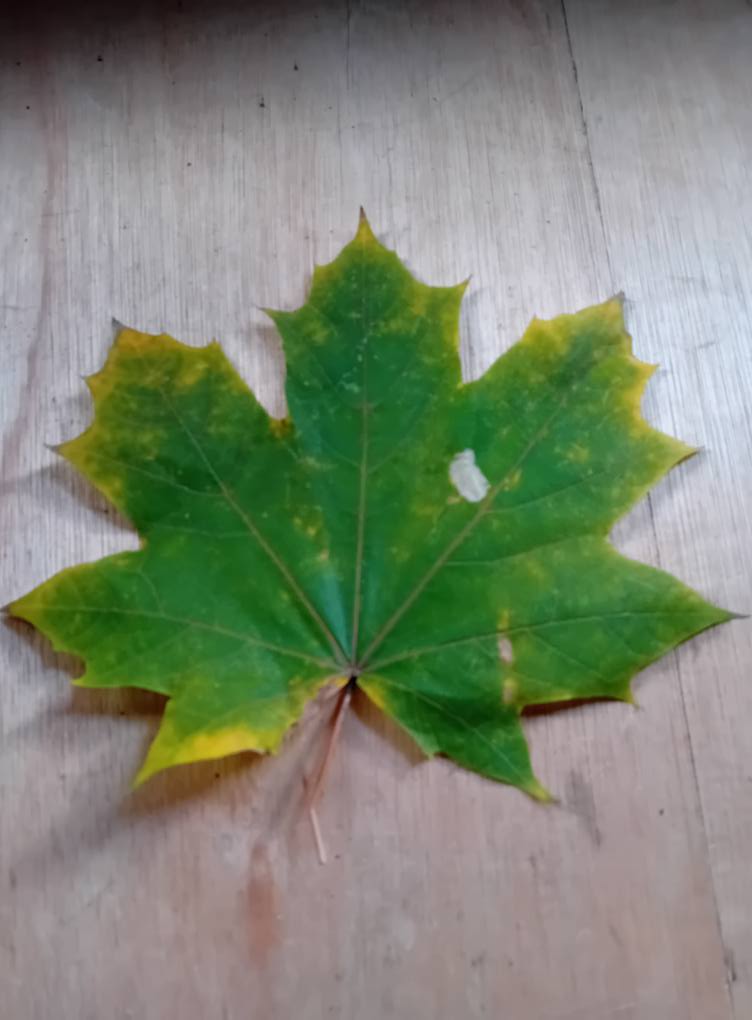Phyllonorycter joannisi - on Norway Maple - Mark Radford