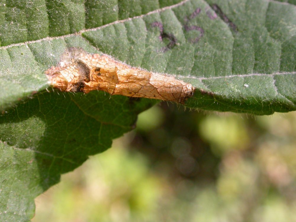 Phyllonorycter nicellii on Corylus - Steve Orridge