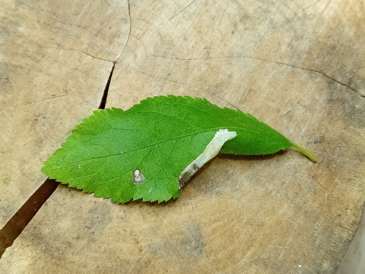 Phyllonorycter spinicolella - 29th Oct 2025 - Hall lane Pond, markham Vale - Mark Radford