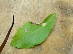 Phyllonorycter spinicolella - 29th Oct 2025 - Hall lane Pond, markham Vale - Mark Radford