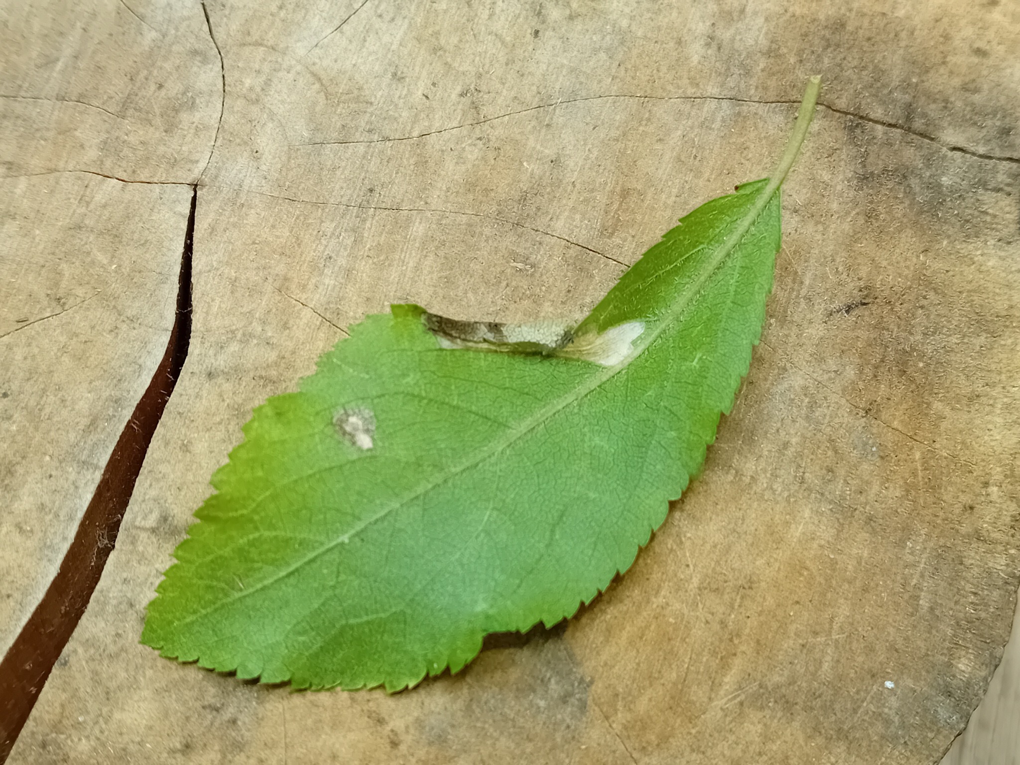Phyllonorycter spinicolella - 29th Oct 2025 - Hall lane Pond, markham Vale - Mark Radford