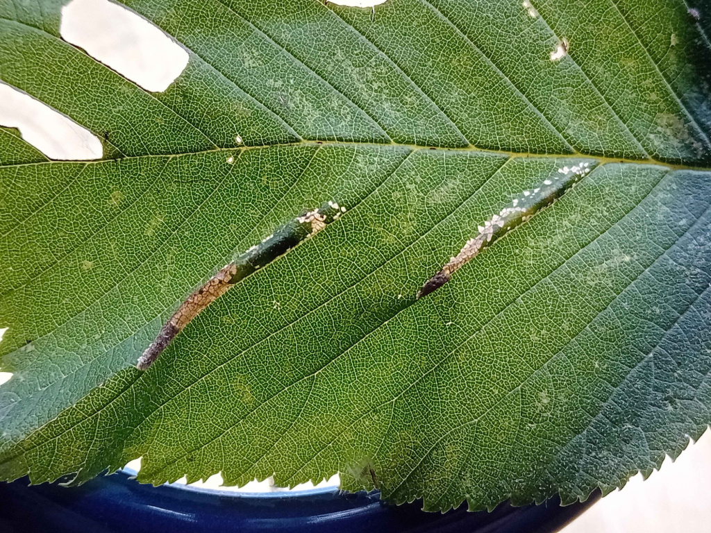 Phyllonorycter tristrigella 26th Oct 2025 - Markham Vale North Tip - Mark Radford