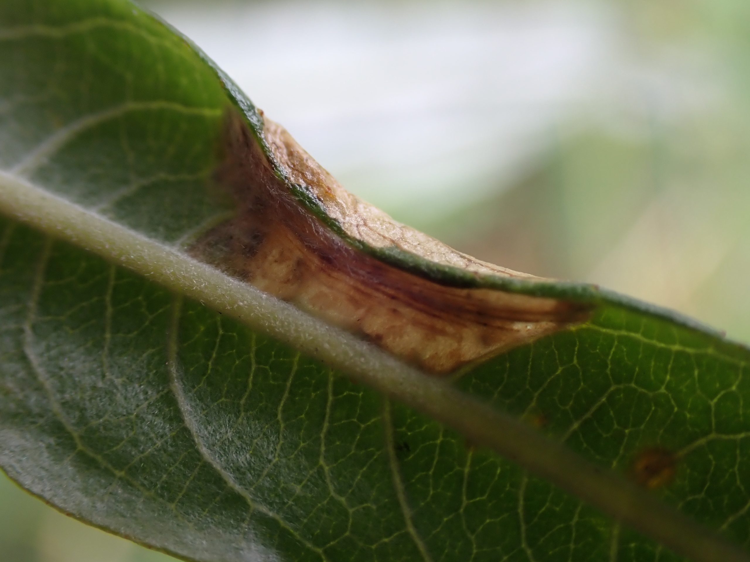 Phyllonorycter viminiella on Salix - Steve Orridge