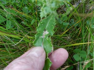 Scrobipalpa acuminatella - 7th August 2017 - Ramsley Moor & Reservoir - Andrew Watchorn