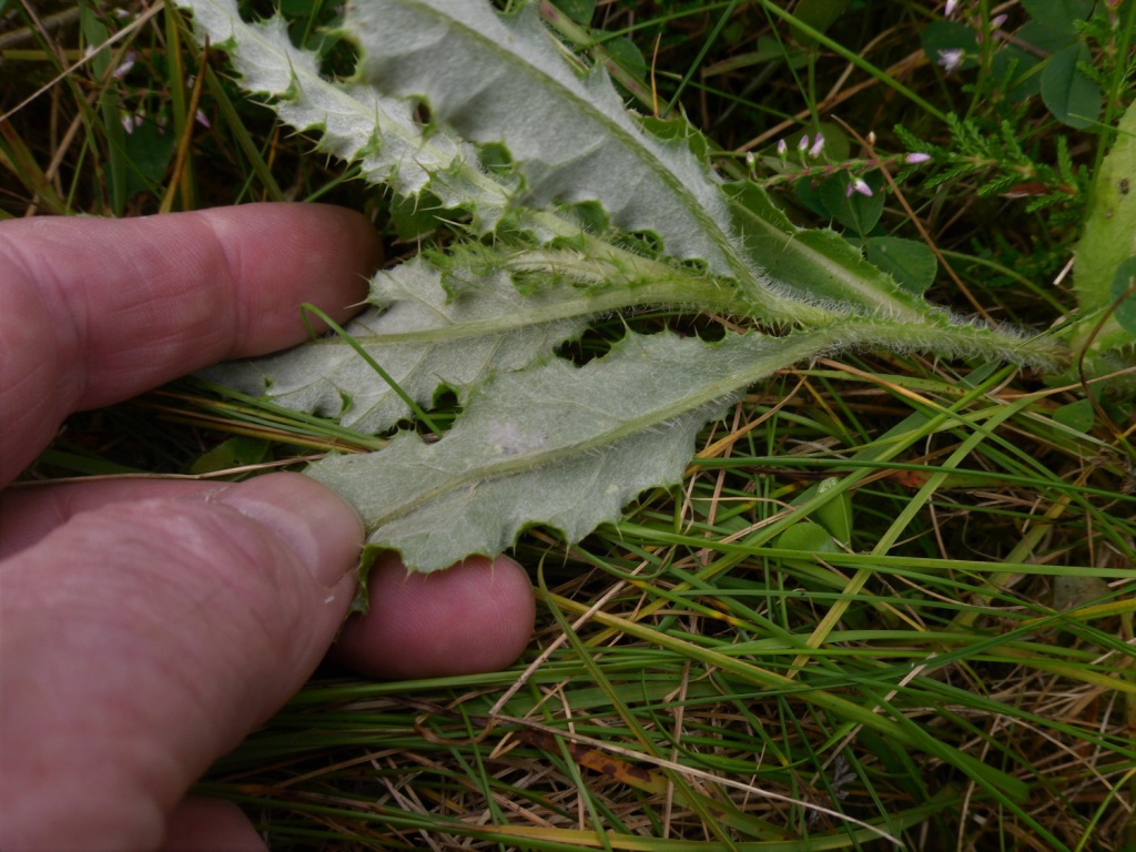 Scrobipalpa acuminatella - 7th August 2017 - Ramsley Moor & Reservoir - Andrew Watchorn