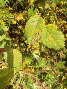Stigmella anomalella - 28th Oct 2025 - Staunton Harold Res - Tony Davison