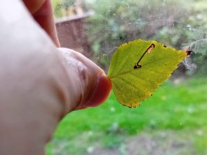 Stigmella betulicola - 7/10/2025 - Markham Vale South Tip - Mark Radford 