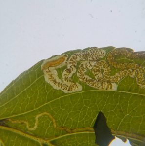 Stigmella catharticella - 29th Oct 2025 - Sunnydale LNR, Derby - On Hawthorn - Andrew-John Shervill
