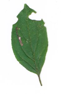 Stigmella catharticella - 30th Sept 2023 - Carvers Rocks - Graham Finch