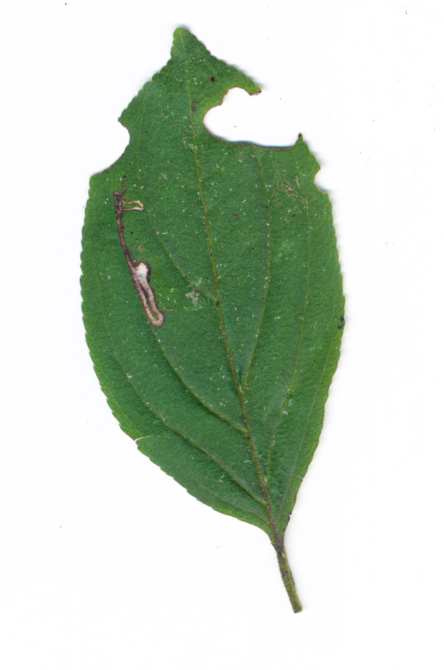 Stigmella catharticella - 30th Sept 2023 - Carvers Rocks - Graham Finch