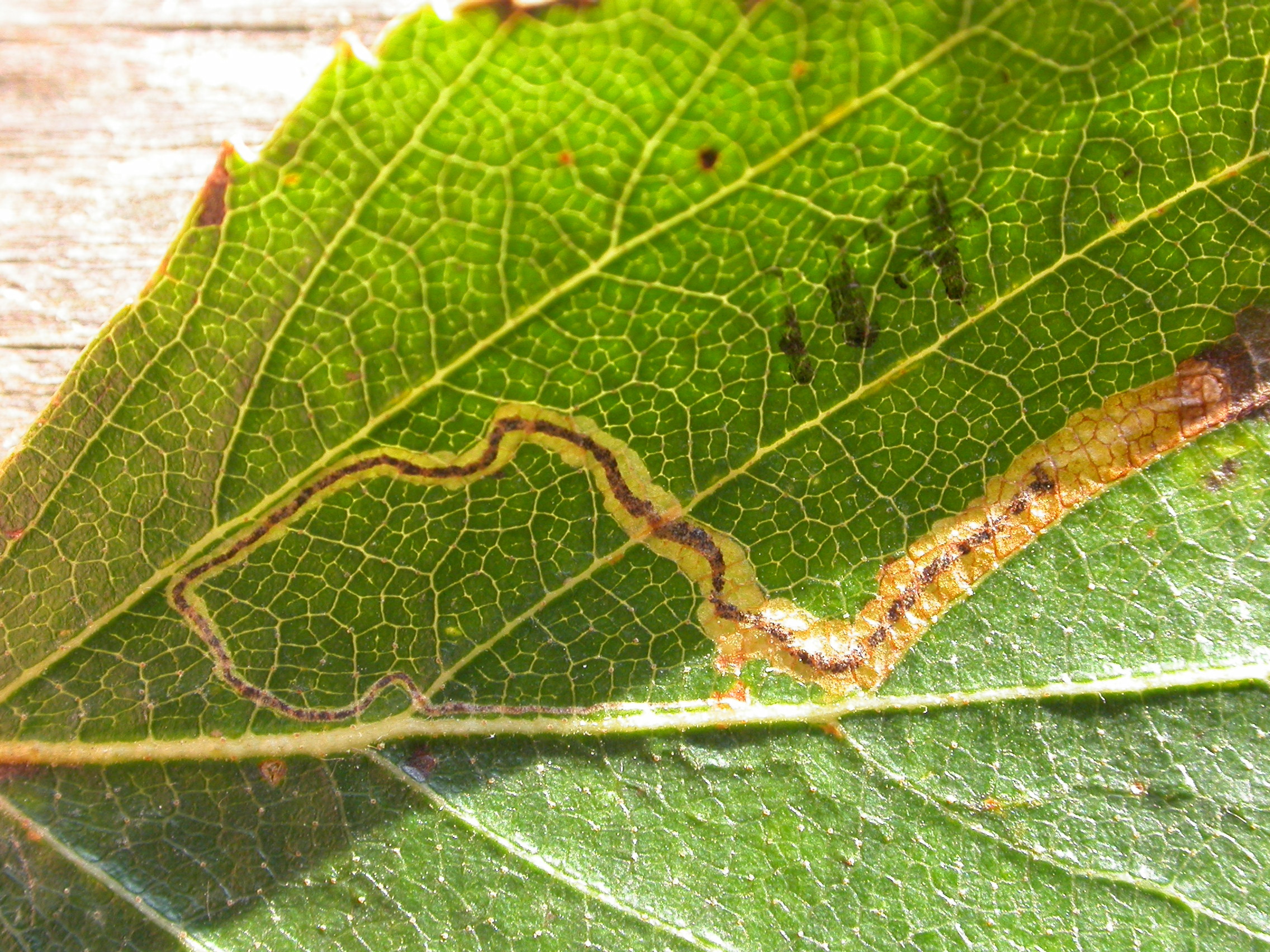Stigmella confusella on Betula - Steve Orridge