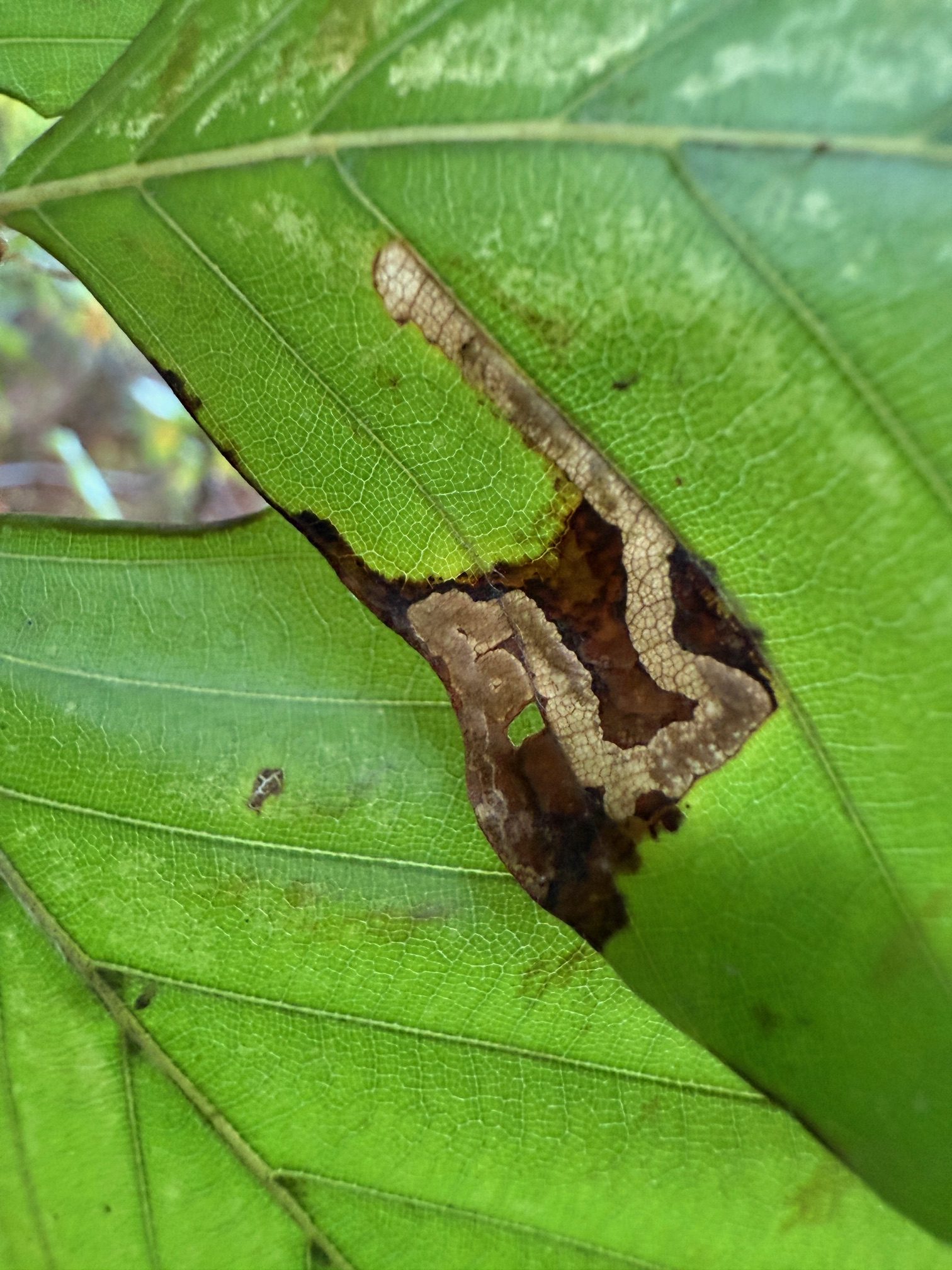 Stigmella hemargyrella  - 24th Oct 2025 Staunton Harold Reservoir - Tony Davison