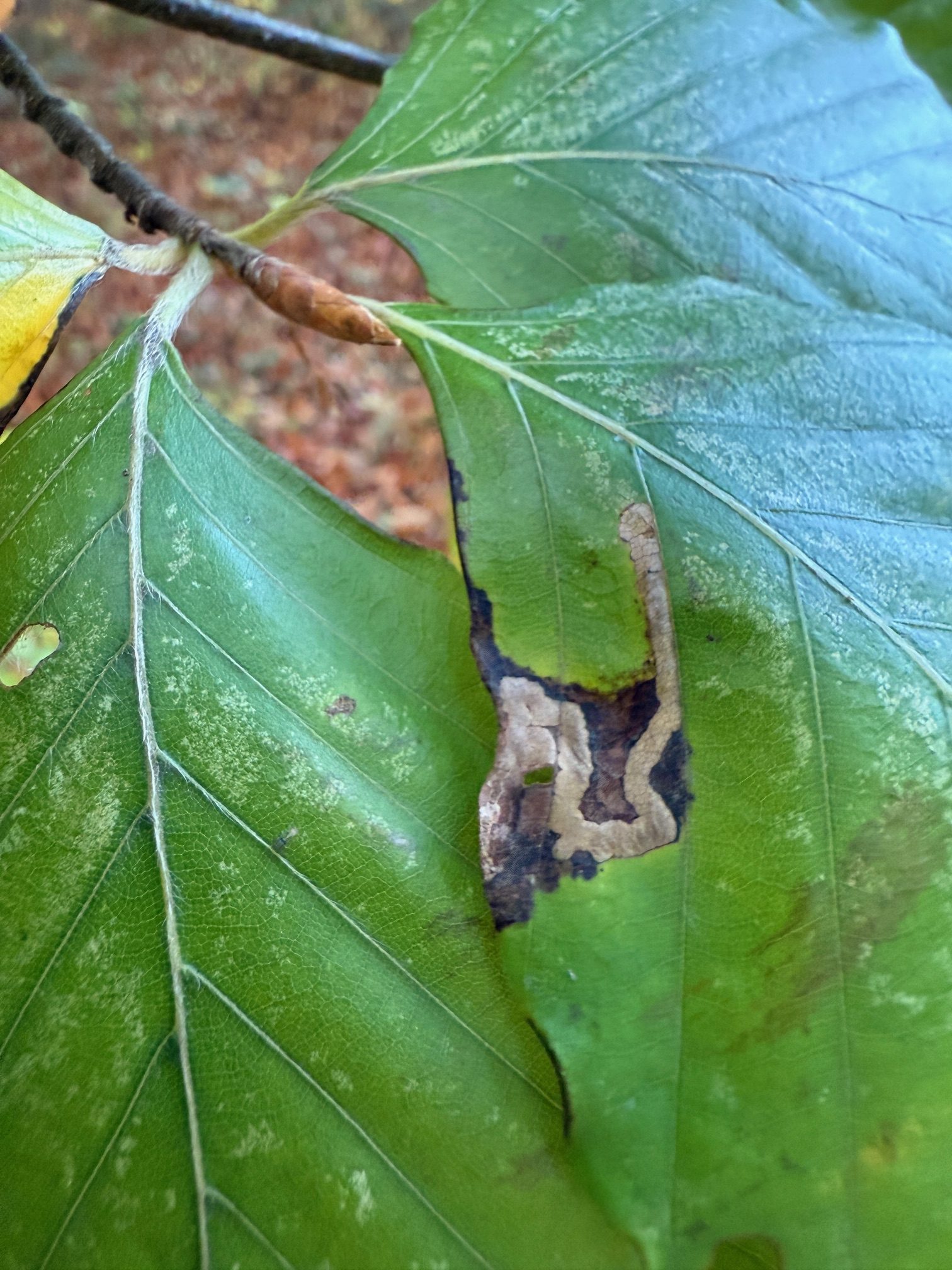 Stigmella hemargyrella  - 24th Oct 2025 Staunton Harold Reservoir - Tony Davison