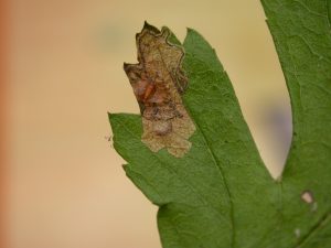 Stigmella Hybnerella - on Crataegus - Steve Orridge