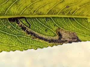 Stigmella obliquella - 24th Oct 2025 - Markham Vale North Tip -Mark Radford