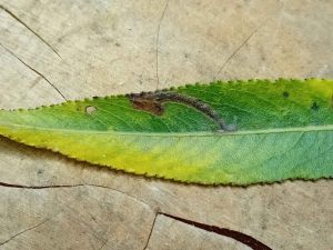 Stigmella obliquella - 24th Oct 2025 - Markham Vale North Tip -Mark Radford