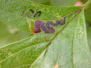 Stigmella oxyacanthella on Crataegus - Steve Orridge