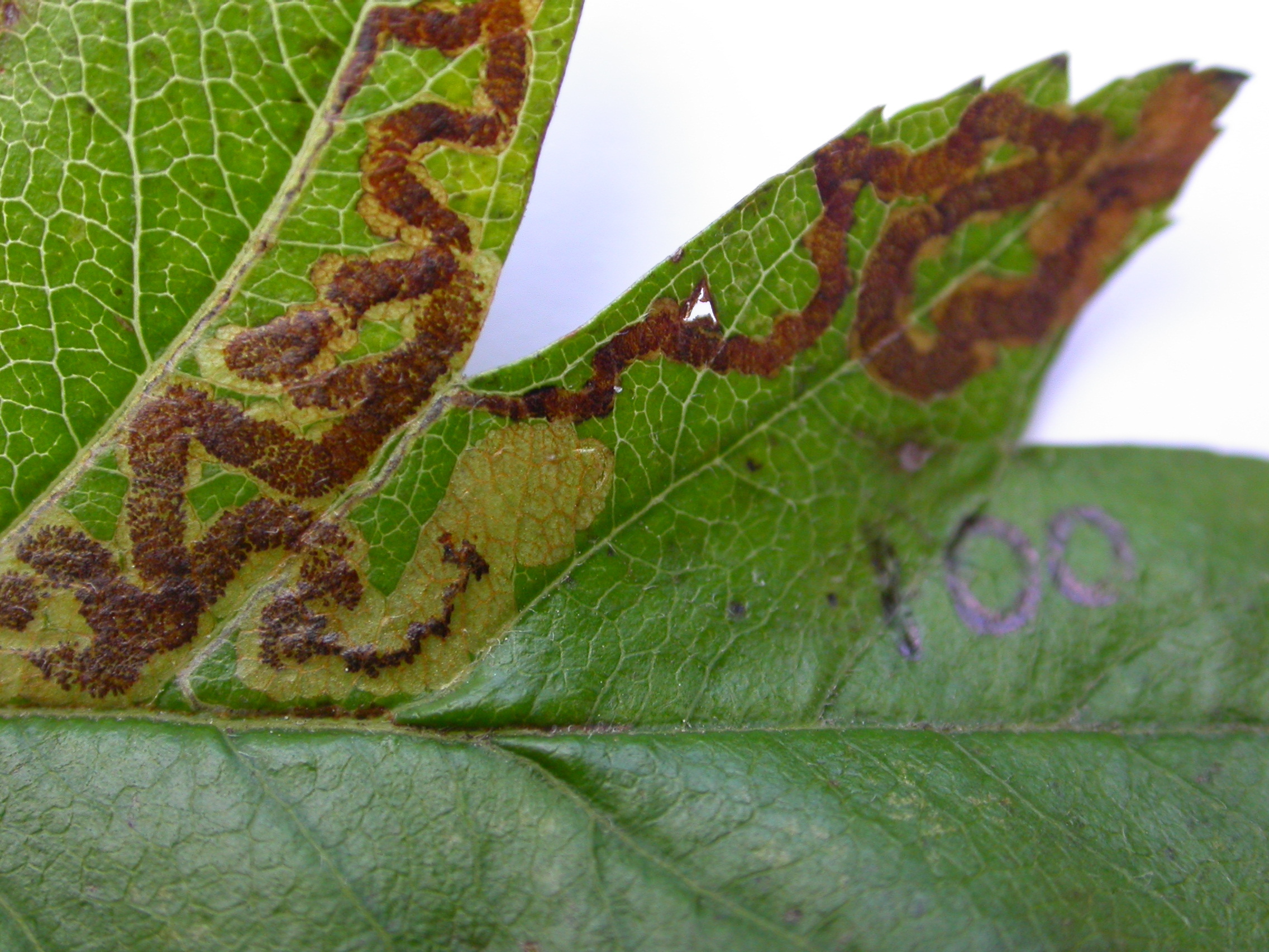 Stigmella oxyacanthella on Crataegus - Steve Orridge