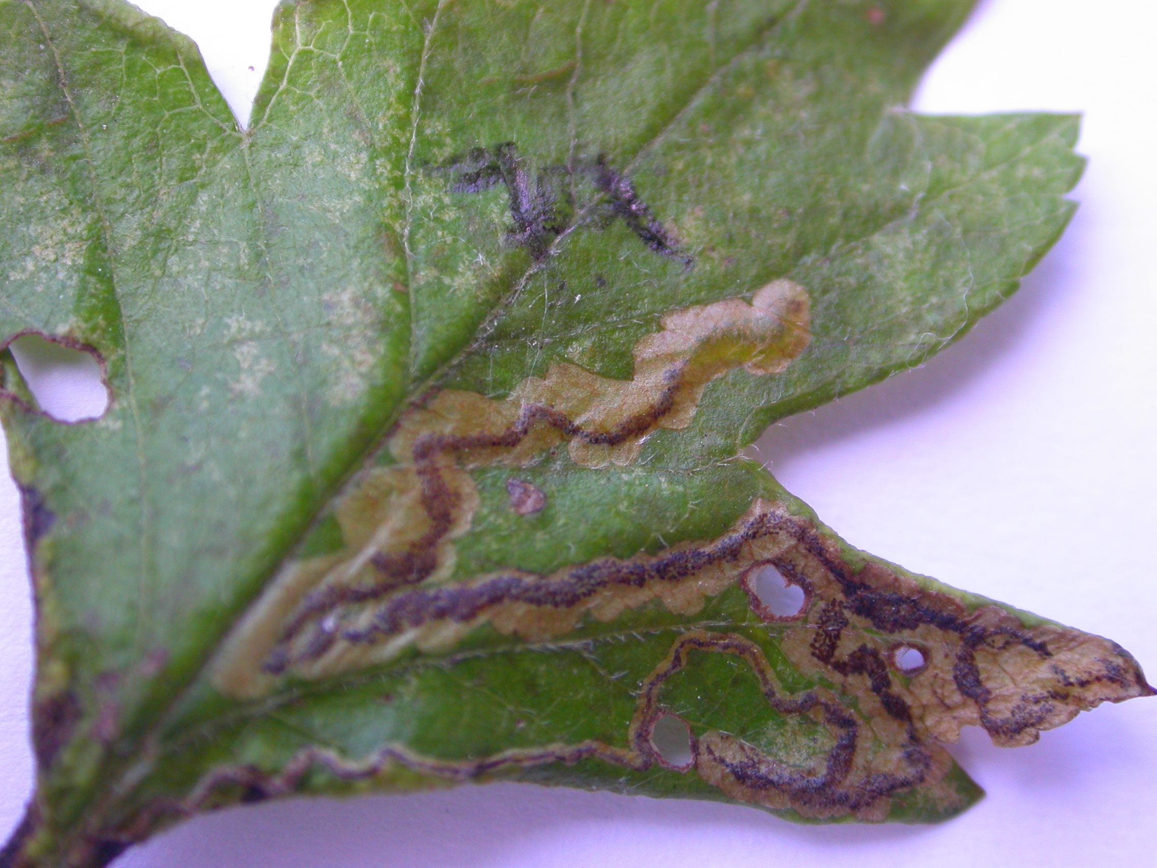 Stigmella perpygmaeella on Crataegus - Steve Orridge