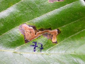 Stigmella tityrella on Fagus sylvatica - Steve Orridge