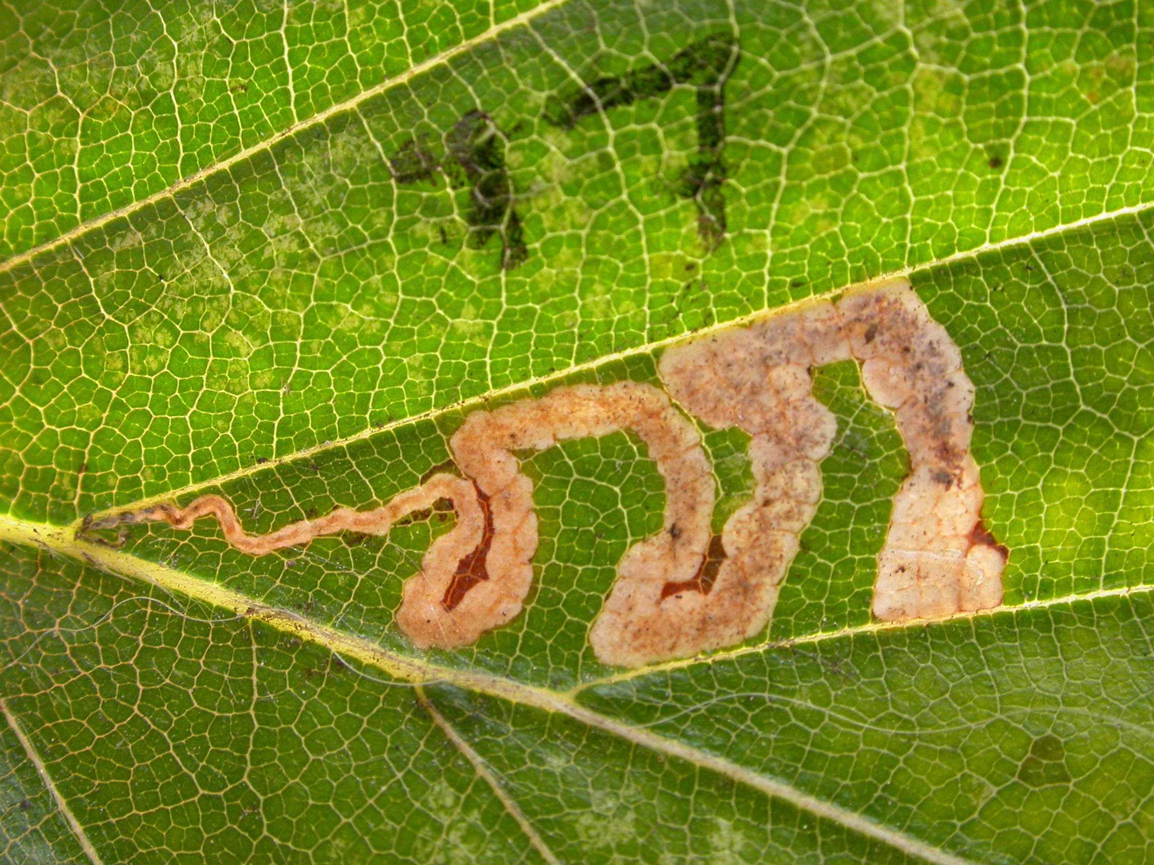 Stigmella tityrella on Fagus sylvatica - Steve Orridge