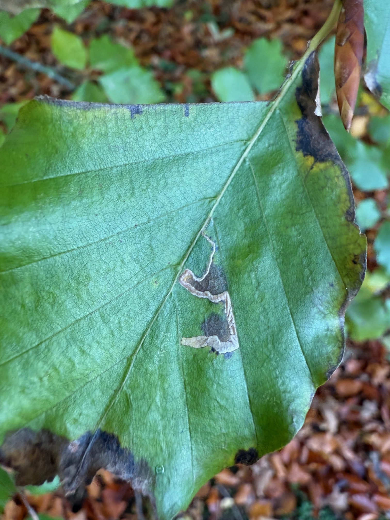 Stigmella tityrella - 25th Oct 2025 - Staunton Harold Reservoir - Tony Davison