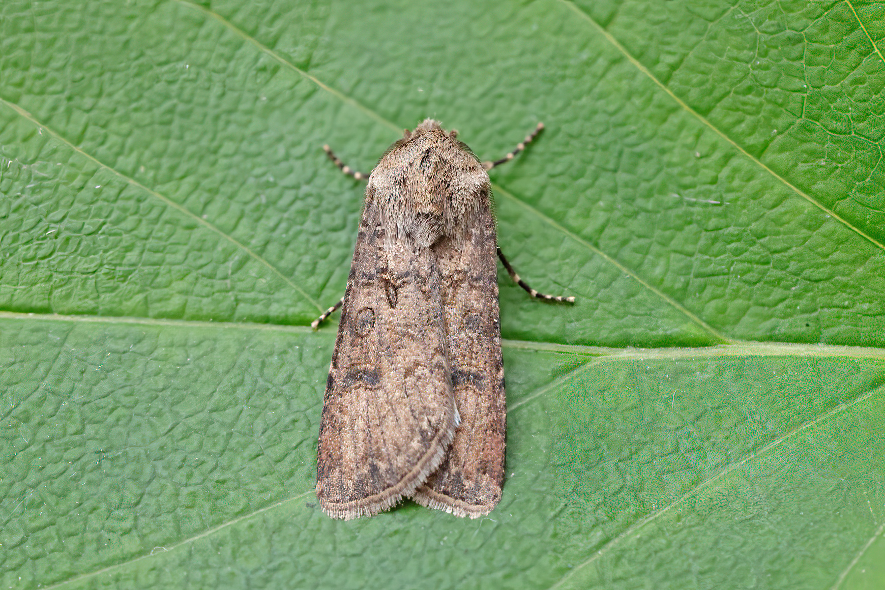 Turnip Moth - 17th Oct 2025 - Melbourne - Tony Davison