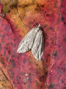 The Streak - 31st Oct 2025 - Cromford - Clive Ashton