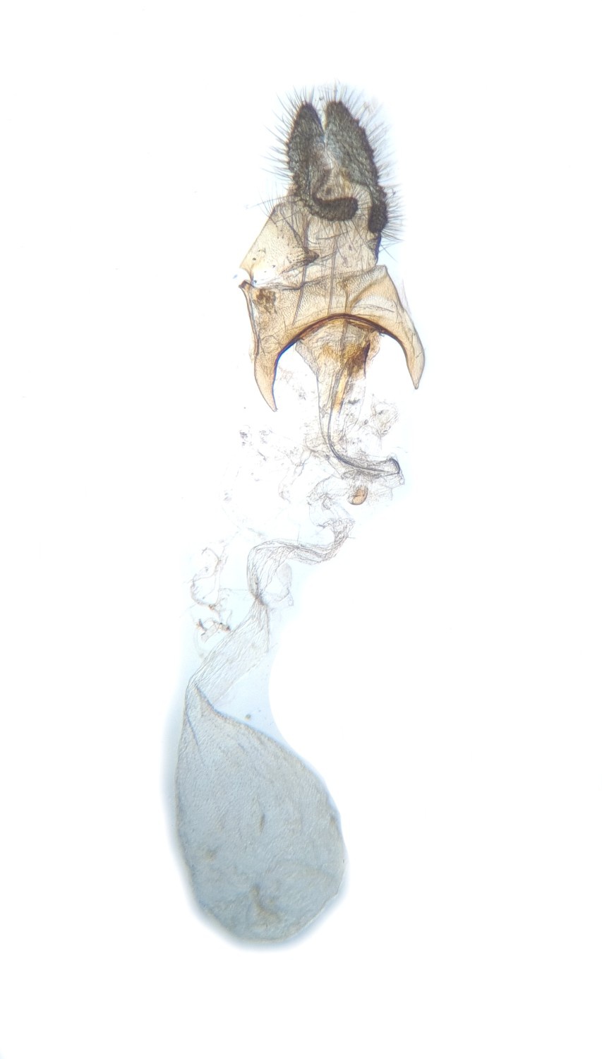 Acleris laterana Gen Det Prep - 11th Nov 2022 - Hathersage - the late Claire Miles