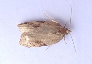 Acleris laterana - 11th Nov 2022 - Hathersage - the late Claire Miles