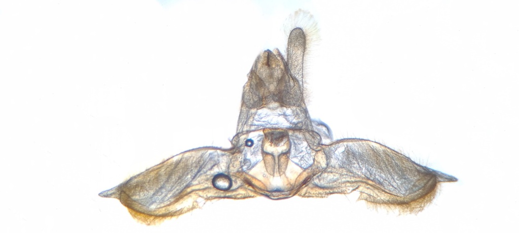 Acleris laterana Gen Det Prep - 20 Aug 2022 - Hathersage - the late Claire Miles
