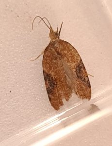 Acleris laterana - 20th Aug 2022 - Hathersage - the late Claire Miles