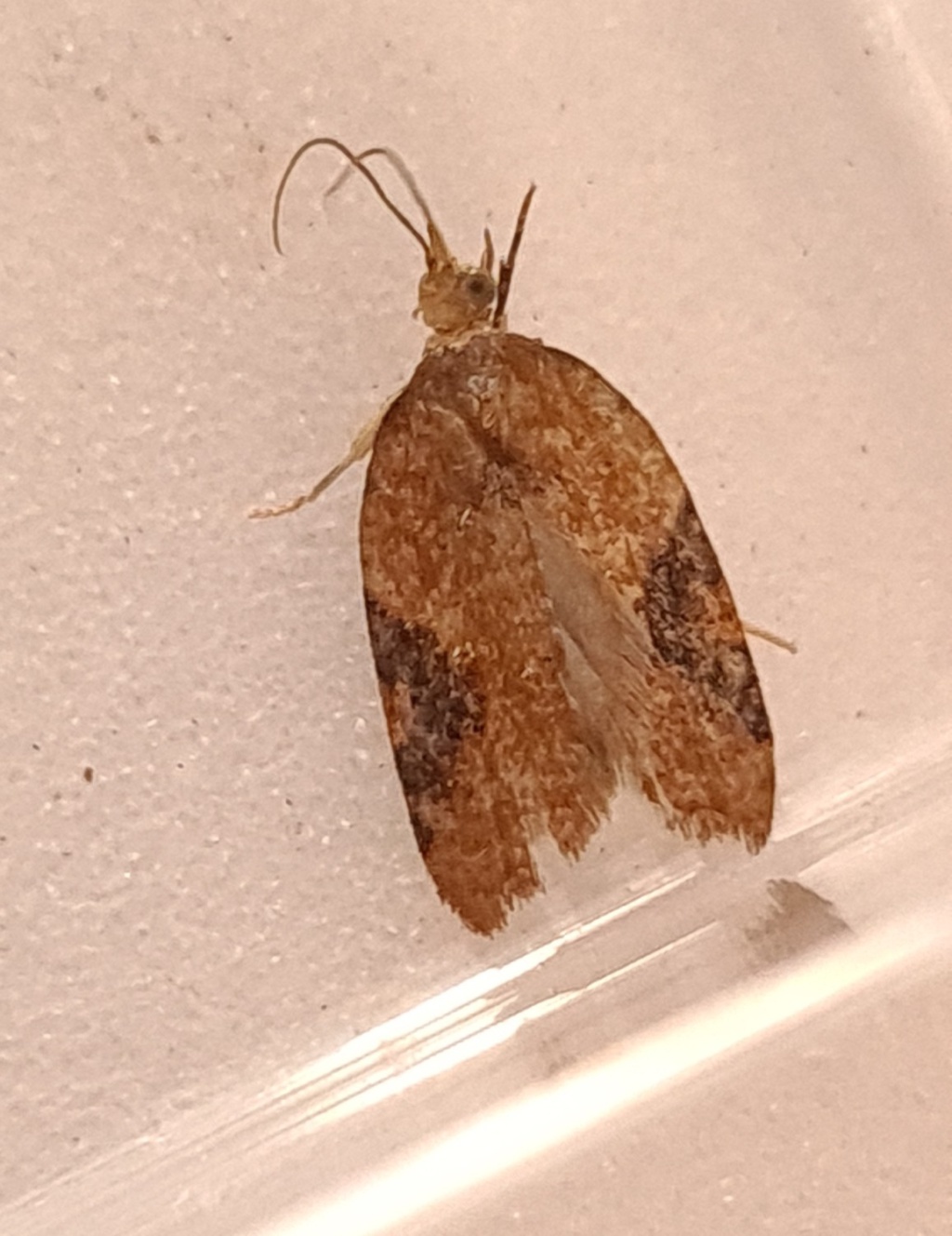 Acleris laterana - 20th Aug 2022 - Hathersage - the late Claire Miles