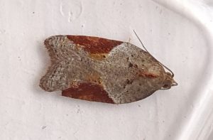 Acleris laterana - 20th Aug 2022 - Hathersage - the late Claire Miles