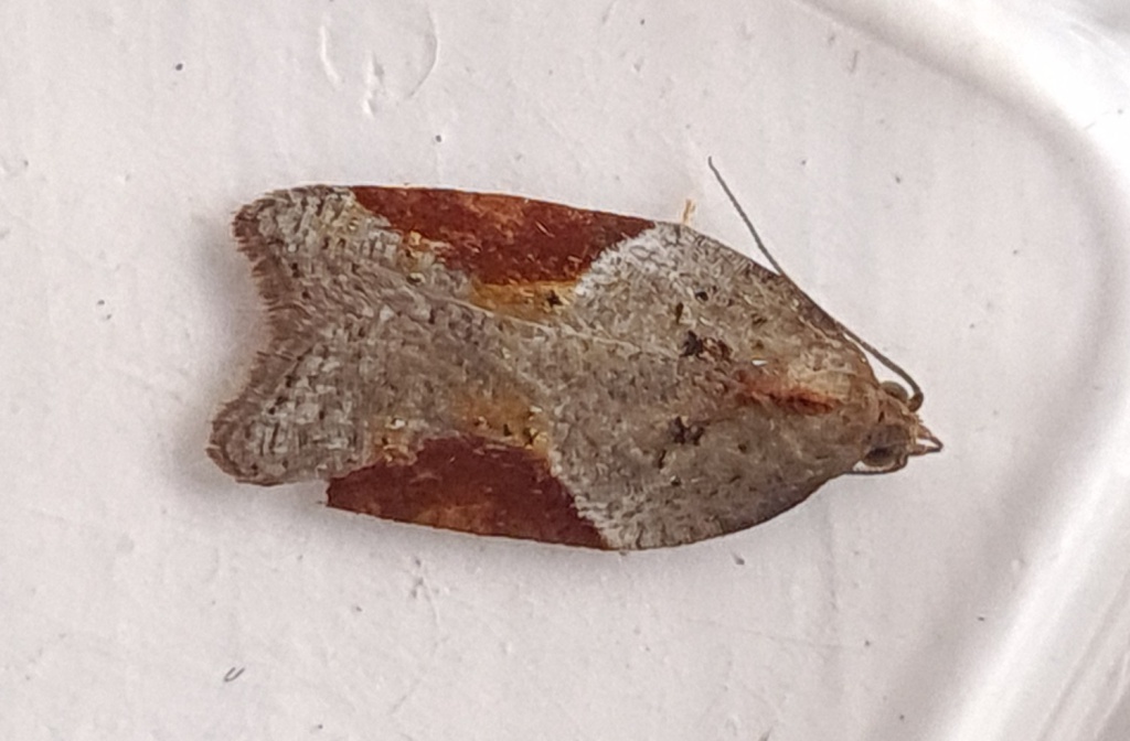 Acleris laterana - 20th Aug 2022 - Hathersage - the late Claire Miles