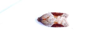 Acleris laterana - Gen Det  - 20th Aug 2021 - Hathersage - the late Claire Miles