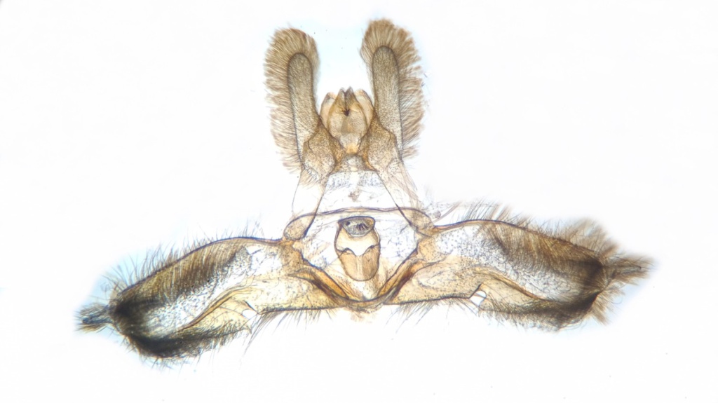 Acleris laterana Gen det Prep - 20th Aug 2022 - Hathersage - the late Claire Miles