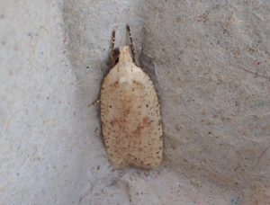 Agonopterix assimilella - 1st Aug 2020 - Buxton - Steve Orridge