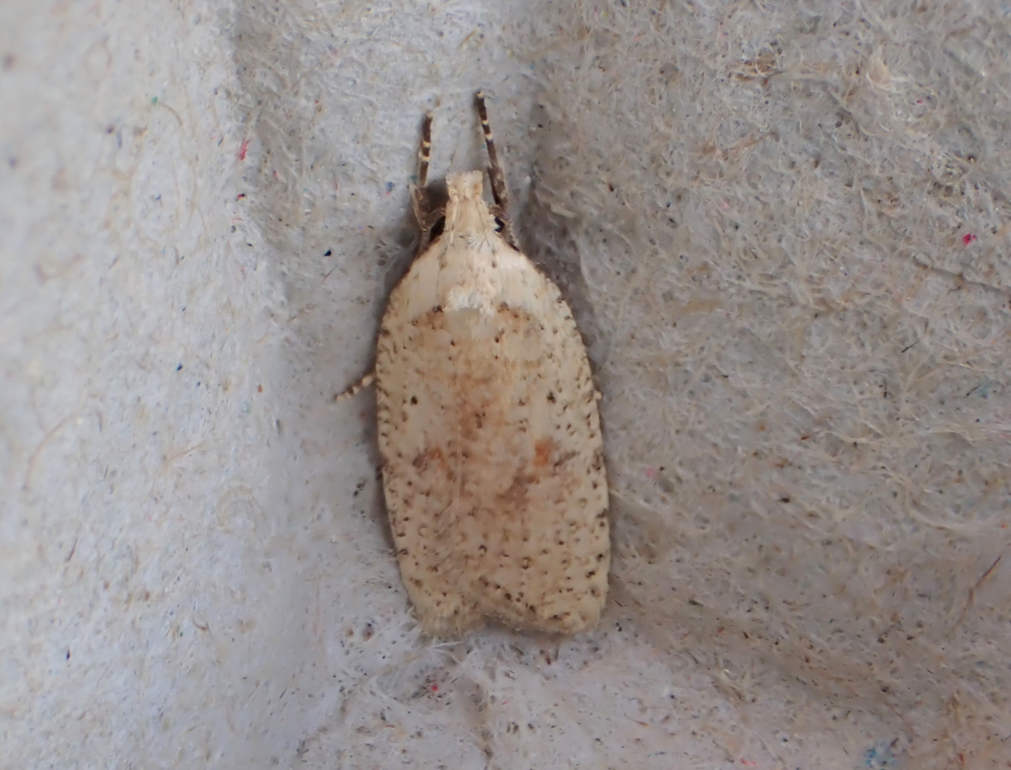 Agonopterix assimilella - 1st Aug 2020 - Buxton - Steve Orridge