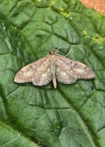 Anania lancealis - 29th June 2025 - Cromford - Clive Ashton
