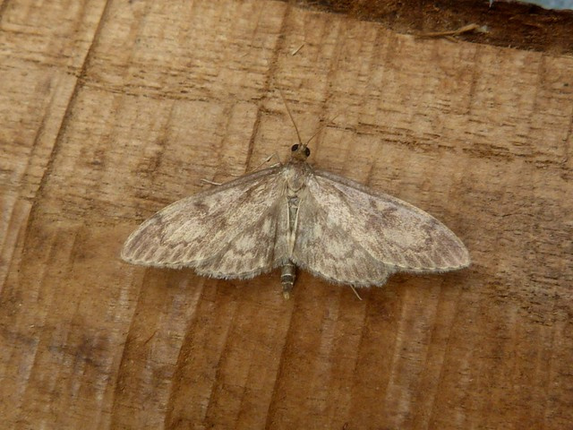 Anania lancealis -26th June 2024 -Belper - Dave Evans